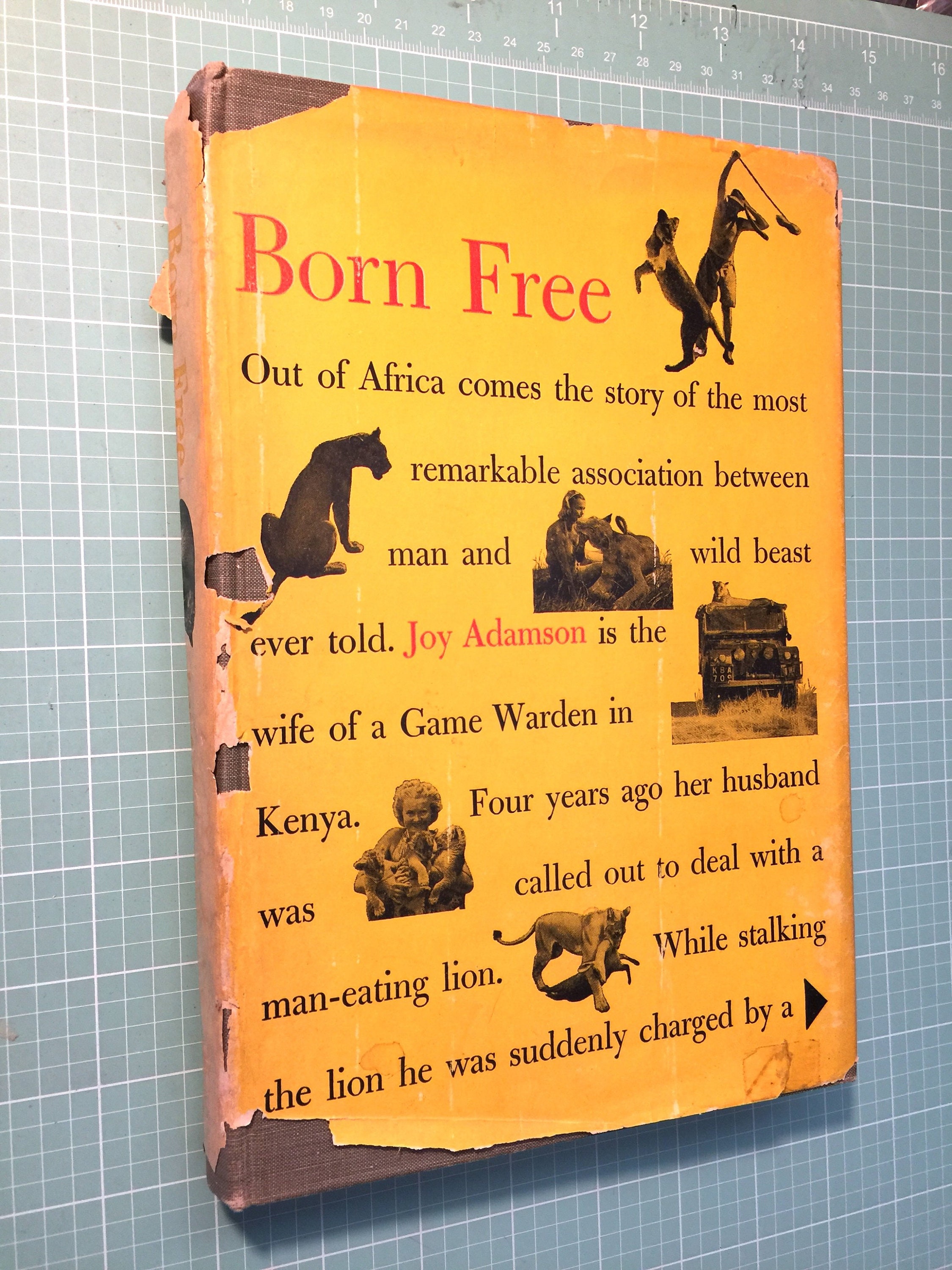 book born 1982 book born 1982