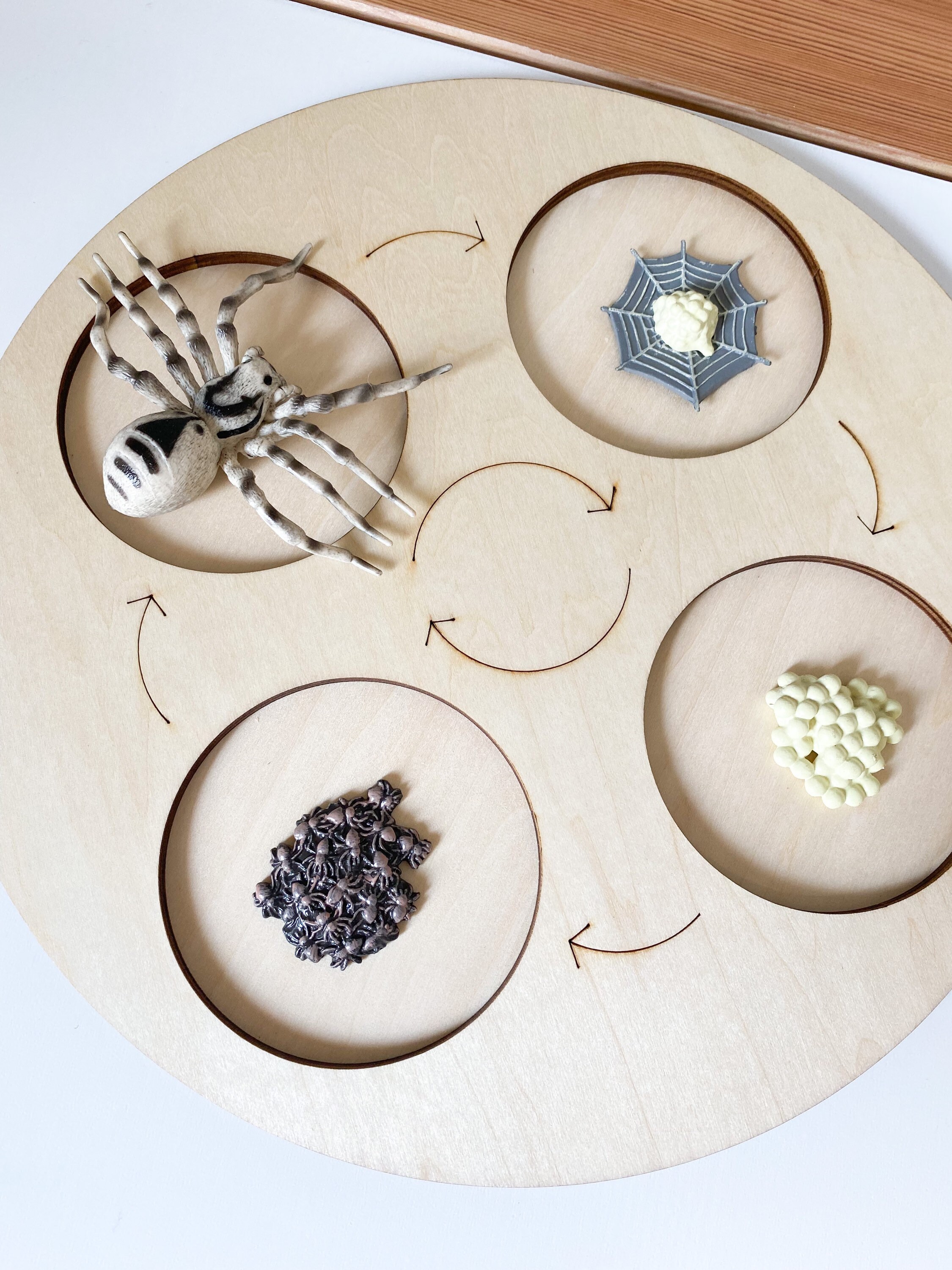 Wooden Life Cycle Sorting Board Etsy