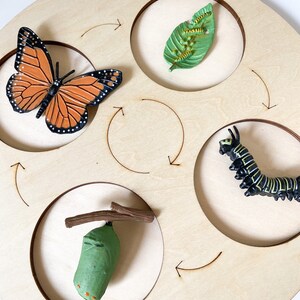 Wooden Life Cycle Sorting Board