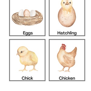 Chicken Life Cycle Sequence Set