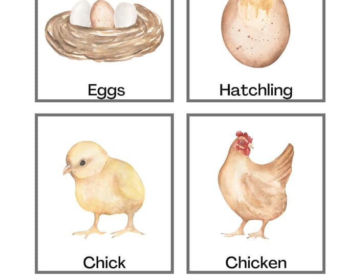 Foldable Chicken Life Cycle Learning Activity for Kids | A4 and 11x8.5 ...