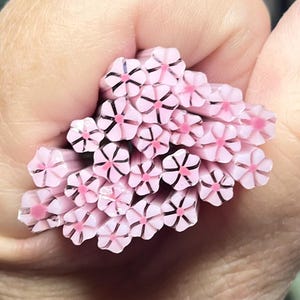 Coe 90 Murrini Flower Jolie en Rose 1 oz