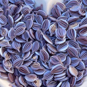Coe 96 Murrini  Petal Violet Serenade 1 oz