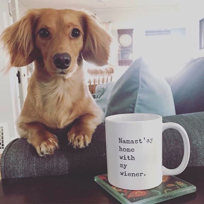 May include: A brown and white dachshund dog sits on a couch, looking at the camera.  A white coffee mug with the text "Namaste'ay home with my wiener." is on a coaster in front of the dog.