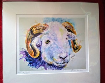 Herdwick Ram Giclee Print