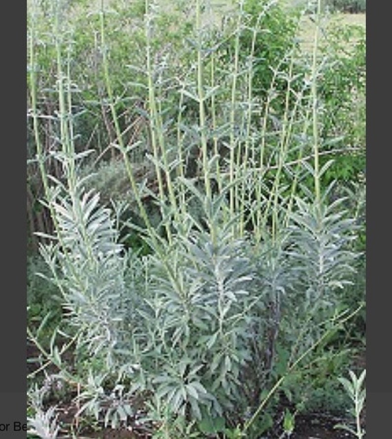 Semillas De Salvia Blanca Sagrada - Pack De 200 Unidades - Ideal Para Ceremonias, Decoración O Cultivar Tu Propia Planta