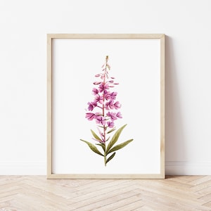 Fireweed Watercolor Art Print 8x10, 11x14, and 12x16 Unframed Alaska Wildflower