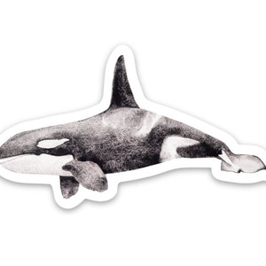 Orca Whale Vinyl Watercolor Sticker Pacific Northwest
