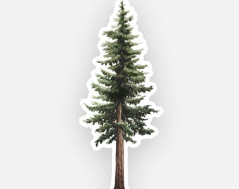 Peut inclure: Autocollant aquarelle d'un grand conifère. L'arbre présente un tronc brun et des aiguilles vertes, avec un bord blanc. L'autocollant est une illustration détaillée d'un conifère, idéale pour les amoureux de la nature et les projets créatifs.