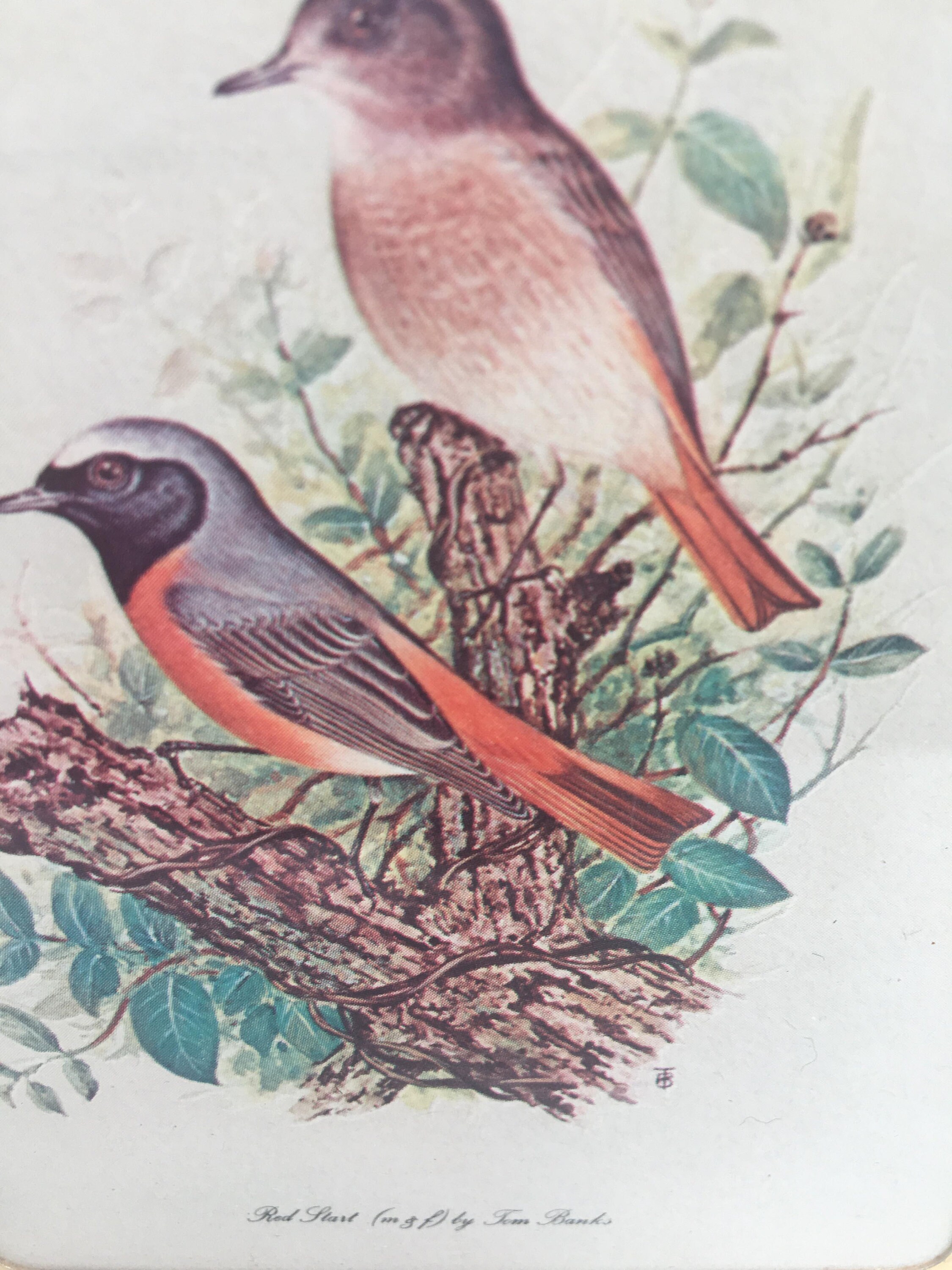 Framed Vintage birds Prints, Ready to Hang Prints, Wood ...