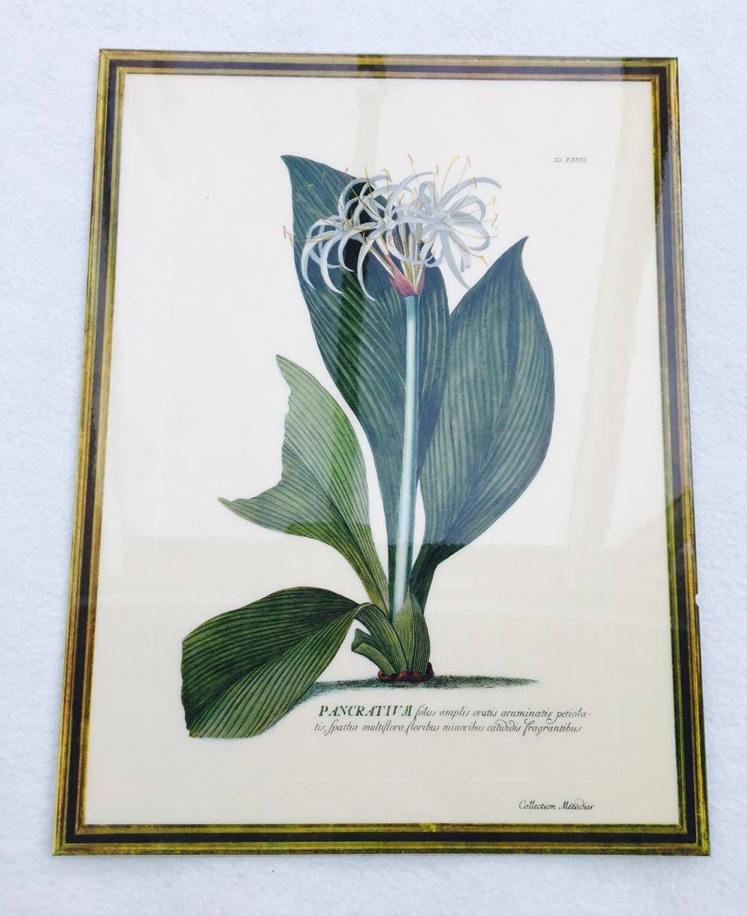 Botanical Wall Art Uk : Bountiful Botanical Black Metal Wall Art Set of