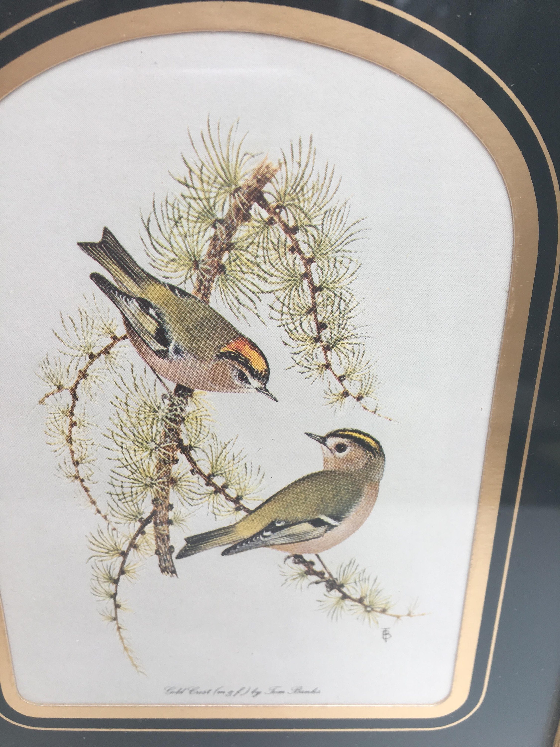Framed Vintage birds Prints, Ready to Hang Prints, Wood bird Paintings