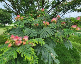 Mimosa tree seeds - Heirloom Albizia julibrissin (Persian silk)