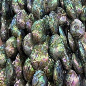 May include: A close-up shot of a pile of iridescent abalone shells. The shells display a range of colors, including green, blue, purple, and gold, with a pearlescent sheen. The shells have an oval shape and a smooth texture.