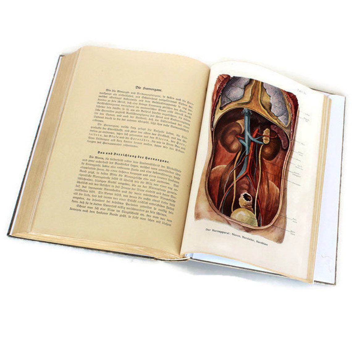 Antique 19thCentury Medical Anatomy Book I Volume Old Etsy