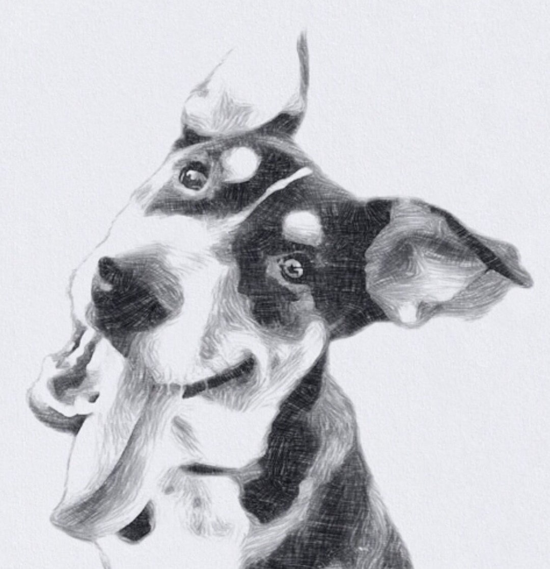 Custom Hand-drawn Pet Portrait From Photo (digital Download) - Etsy