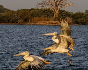 A Tranquil Moment: Pelicans in Harmonious Flight Above Senegal Still Waters