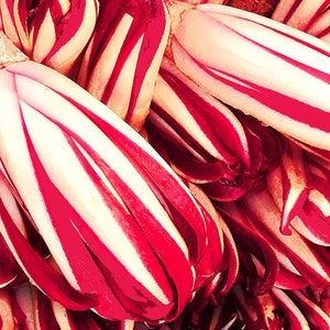 Radicchio Italian Vegetable Print Vegan Food Italy Wall Art Photo Print