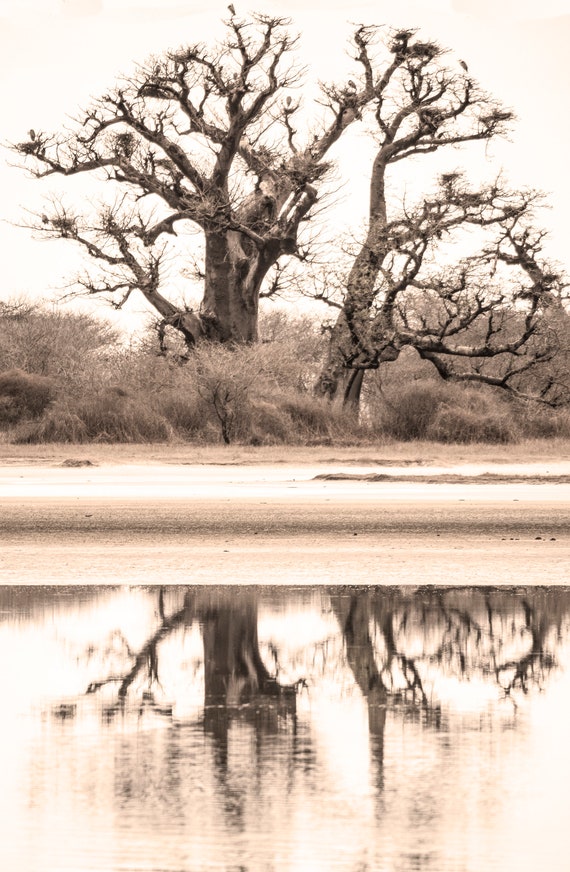 Baobab The Shape of Water Reflections Full Length Mirror Senegal West Africa