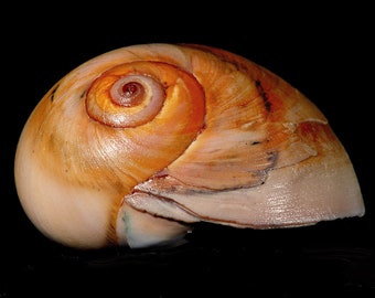 Seashell Art Snail Shell Coastal Decor Studio Portrait on Black Photo Print