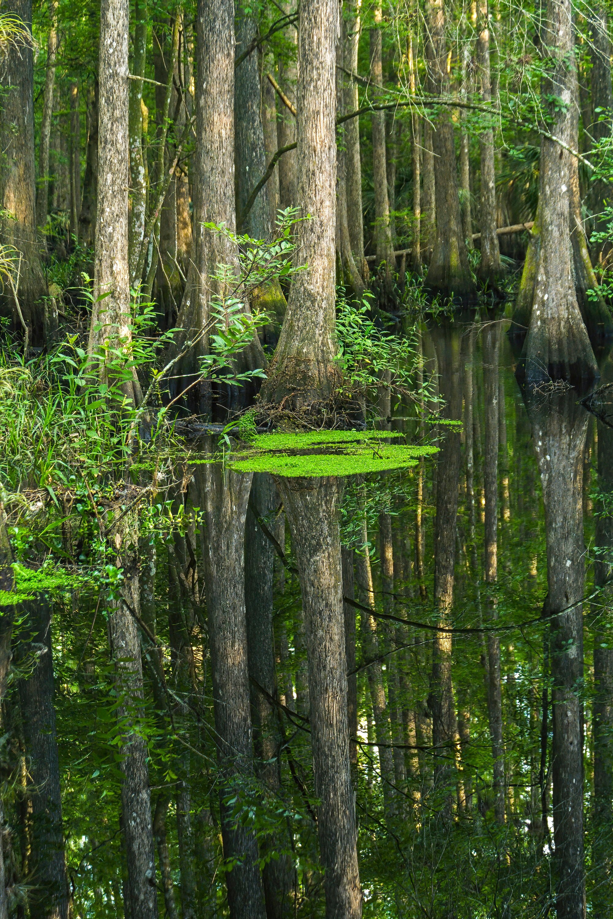 Cypress Swamp Trees and Their Knees Real Natural Florida Etsy