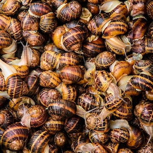 Op de afbeelding: Een close-up afbeelding van een grote groep bruine en beige slakken met hun schelpen naar buiten gericht. De slakken zijn in een willekeurig patroon geclusterd.
