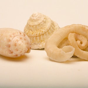 May include: Three seashells of different shapes and sizes. The largest shell is a white spiral shell with brown markings. The middle shell is a long, white shell with a pointed end. The smallest shell is a white, curled shell.