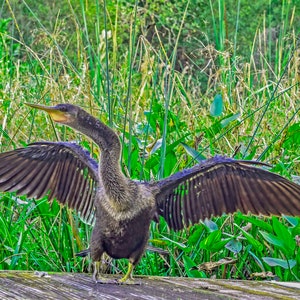 May include: A dark brown anhinga bird with its wings spread wide, standing on a wooden surface. The bird has a long, thin neck and a sharp beak. The background is a lush green marsh.