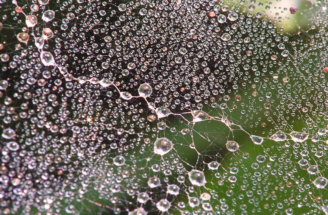 Water Dew Pattern The Shape of Water Dew Drops Spider Web Early Morning Dew Photo Print ...
