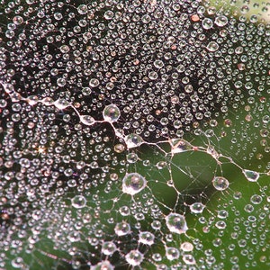 The Shape of Water Dew Drops Spider Web Early Morning Dew Photo Print