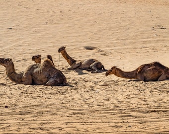 Dromedary Camel Rest Stop Lac Rose Senegal Animal Print