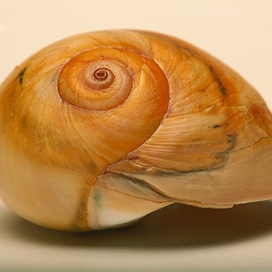 May include: A close-up of a snail shell with a spiral pattern. The shell is a warm, earthy tone, with shades of tan, brown, and gold. The shell's surface has a smooth, polished appearance, with subtle variations in color and texture.