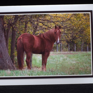 A Horse Standing In The Autumn Afternoon Light Blank 5x7 Card