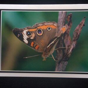 A Common Buckeye Butterfly 5x7 Blank Card By ThomasMinutoloPhotos