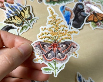 Vinyl Sticker - Cecropia Moth on Goldenrod watercolor