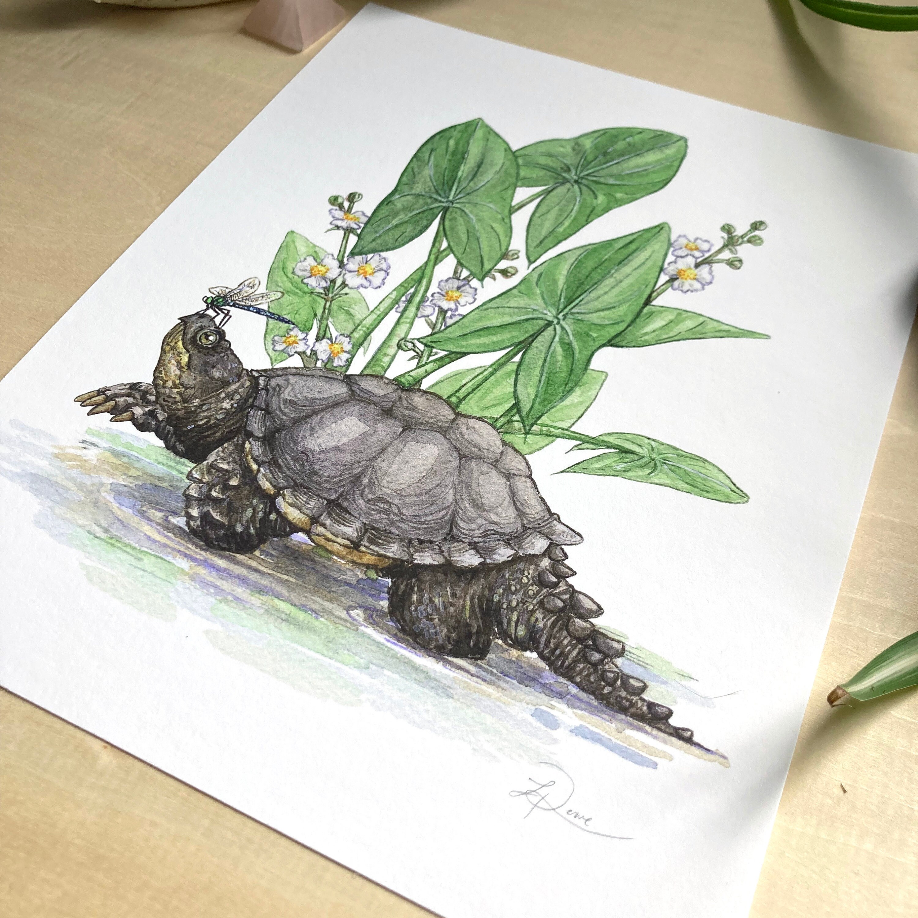 Snapping Turtle and Common Arrowhead Giclee Archival Print - Etsy