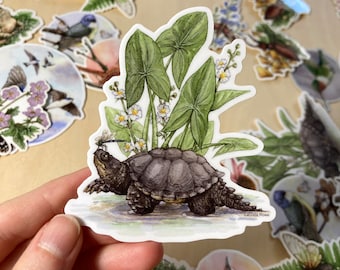 May include: A watercolor illustration of a snapping turtle with a dragonfly on its head, surrounded by green leaves and white flowers. The illustration is on a white background with the artist's name, Lucinda Rowe, in the bottom right corner.