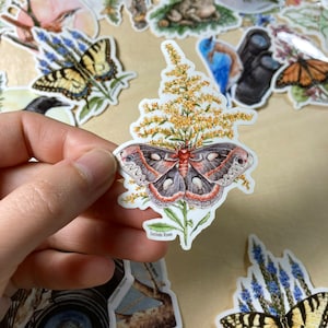 Sticker - Cecropia Motte auf Goldrute