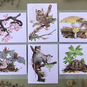 Peut inclure: Ensemble de six impressions d'art présentant des illustrations à l'aquarelle de scènes de la nature. Les impressions représentent un serpent avec des fleurs roses, un hibou sur une branche, un tamia avec des champignons, un oiseau, un opossum et une tortue.