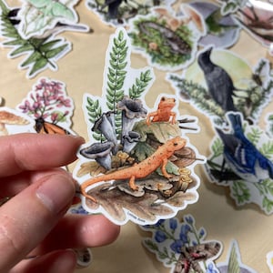 May include: A sticker featuring a watercolor illustration of a newt, two small frogs, and mushrooms on a leafy background. The sticker is white with a black outline and the text "Lucinda Rowe" at the bottom.