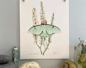 Giclée d'archives Luna Moth sur actée à grappes noire (actée à grappes) noire