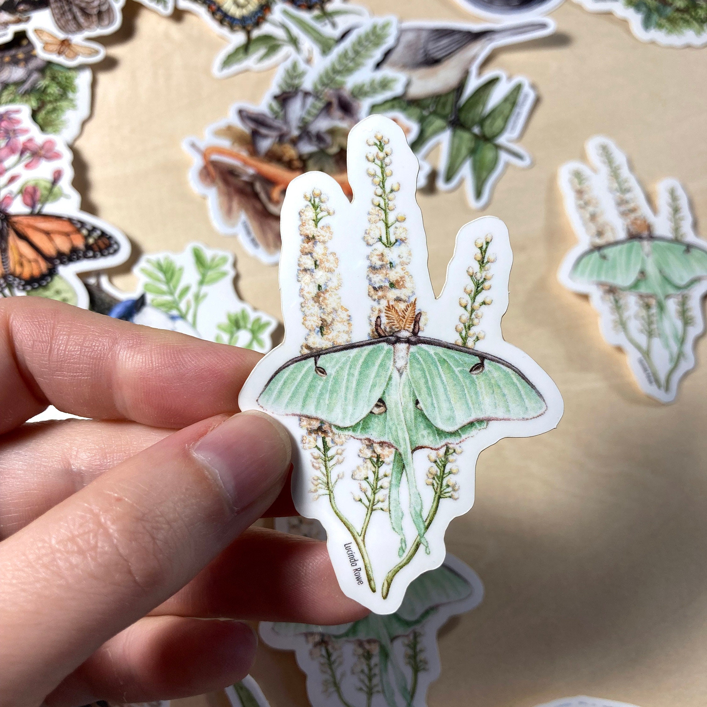 Vinyl Sticker - Luna Moth on Black Cohosh watercolor