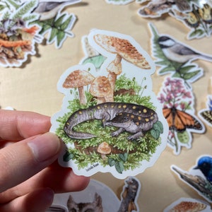 Sticker - Spotted Salamander with Blusher Mushrooms