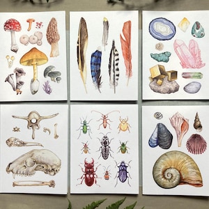 6 collections Nature sur des cartes vierges recyclées