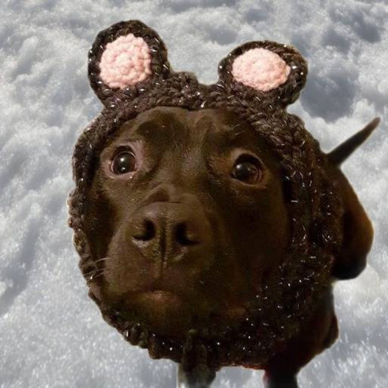 Handknit Dog Costume Bear Snood for Small to Large Dogs Etsy