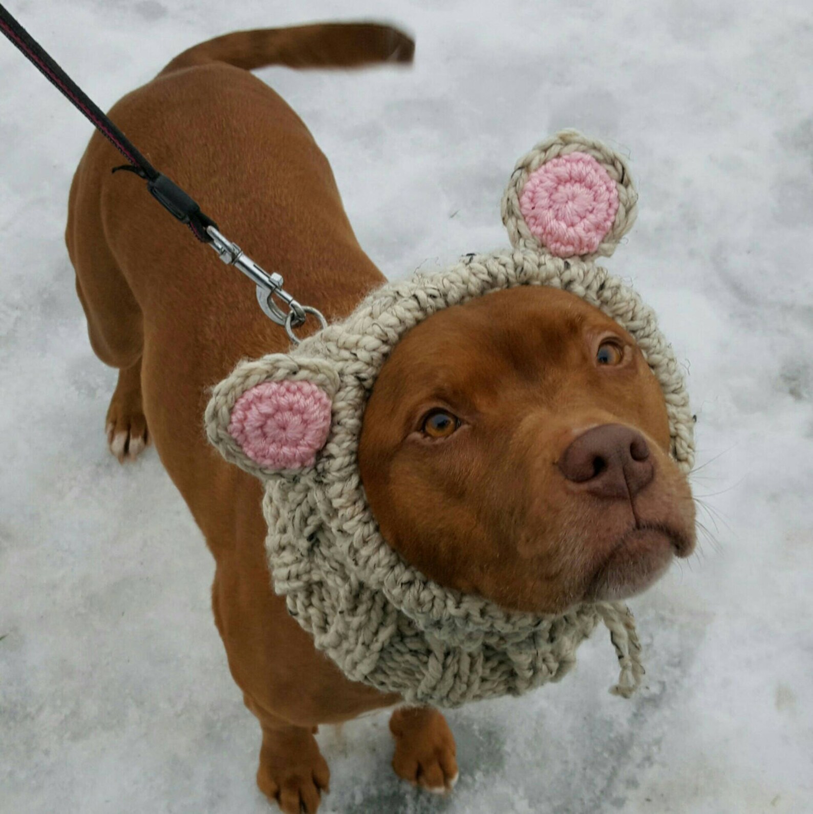 Handknit Dog Costume Bear Snood for Small to Large Dogs Etsy