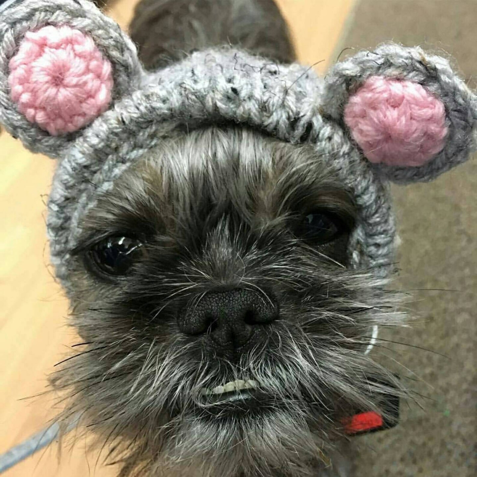 Handknit Dog Costume Bear Snood for Small to Large Dogs Etsy