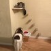 DIY Wall Mount Cat Feeding Station & 5 Climbing Steps, Elevated Pet Feeder Waterer Dispenser, Elevated Food Platform Dog Proof, Kitty Perch 