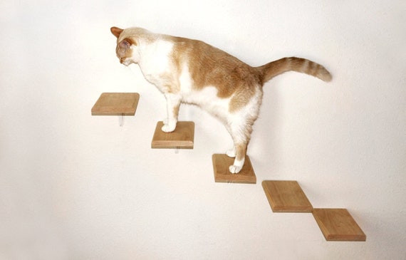 cat steps