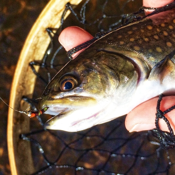 Trout Candy: Pack of 2 Flies, Trout Love These Fly Fishing, Fly Fishing  Flies, Trout Flies, Nymphs, Tenkara, Tyroam, Ty Roam 